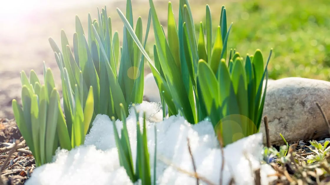 kevat_narsissit_eNfPh